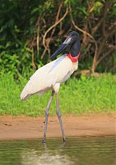 Jabiru